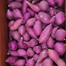 국내산 꿀(베니하루카)고구마 한입크기 .쫄크기 (가장작은크기) 5kg 10kg 알뜰농장, 1박스, (쫄크기)10kg내외