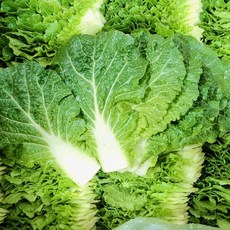 < 바른농산 > 국내산 쌈추 쌈배추 쌈채소, 1개, 2kg