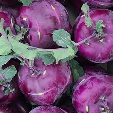 산지에서 수확 후 출고하는 제주 콜라비 정품 혼합, 1개, 5kg