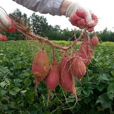 25년 수확 황토 스테비아 꿀고구마 한입 5kg 10kg, 햇 한입, 1개