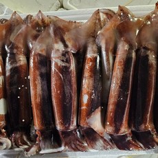 훈씨네 국내산 당일조업 생물 활오징어 초코오징어 1kg, 1개, 1kg x