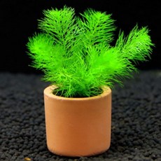 [수초대장] 밀리오필름sp 가이아나 드워프 (1포트) 포트수초, 1개