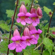 꽃지황 씨앗 소포장 대포장, 1개, 소포장 50립