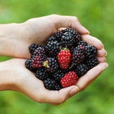 24년 냉동 슈퍼 복분자 블랙베리, 급냉슈퍼복분자, 1박스, 1kg(특품)