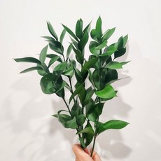 에버플로라 그린소재생화 루스커스 생화루스커스 생화잎 생화 수경재배루스커스, 1개, 5줄기