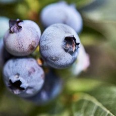 칠레산 프리미엄 생 블루베리 (14-16mm/팩당125g), 1개, 1팩