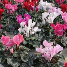 시클라멘 2개세트 시클라멘꽃 화분, 1개