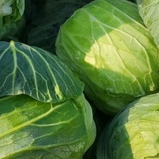 [대박푸드] 국내산 무안 황토 껍질없는 양배추 (1kg 2kg 3kg 6kg) 이내, 6kg, 1박스, 6kg 이내 발송