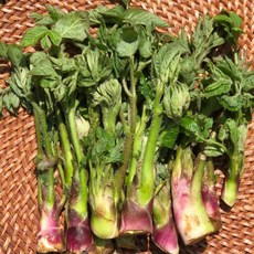 [부자밥상] 국산 땅두릅 남해 섬 독활 노지, 500g, 1개