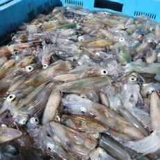 총알한치 500g+500g 총 1kg 30~50미, 1개