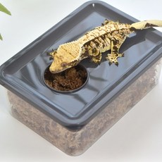 레파즈 파충류 습식은신처 대사이즈 게코도마뱀 산란통, 몸통만, 1개