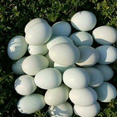 6시내고향 연두마을 강원도 자연방사 청란 청계알 난각번호 1번 1호 청계 자연 방목계란 청계닭 알 계란 유정청란 유정란 청계닭 신선란 월간 토종닭 30구 30알, 1개