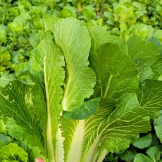 < 바른농산 > 국내산 얼갈이배추 단배추, 1개, 2kg