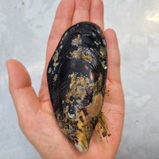 태안 청정 섬 자연산 홍합 섭 담치 1kg 소 사이즈, 1개, 1kg, 소, 23미 내외