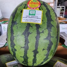 프리미엄 GAP인증 음성 양구 금왕 친환경 수박 소문난 꿀수박, 1개, 5kg 이상, 음성 생극 금왕 수박