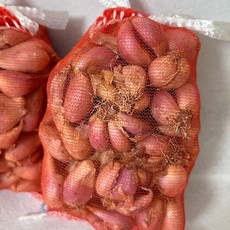 슬기로운텃밭생활 2026년 채종 쪽파종구 500g 손질 씨앗 예천쪽파종구 모종 종자 씨 구근, 2개
