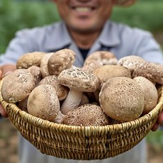 [팔도강산] 송화버섯 선물세트 프리미엄 산지직송 명품버섯 고급패키지, 1개, 송화버섯선물용특1kg