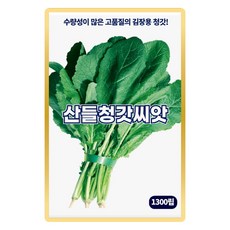 산들 청갓씨앗 1300립 수량성 많고 김장용 소량 청갓씨 종자, 1개