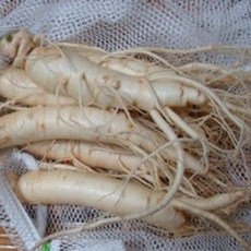 (갓햇삼)싱싱햇인삼국산보장 홍삼다림 난발삼 가정용오쿠전용 농가직배송 실속인삼 세척수삼선택, 1개, 무료세척-오쿠전용 홍삼다림 콩난발삼450-470G