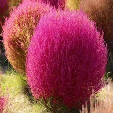 홍댑싸리 씨앗 소포장 대포장, 1개, 소포장 20립