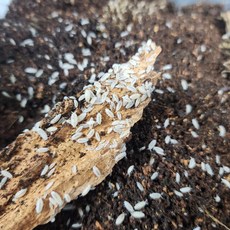 [70종] 등각류 분해생물 쥐며느리 톡토기 비바리움 교육용, 1세트, 드화 50마리