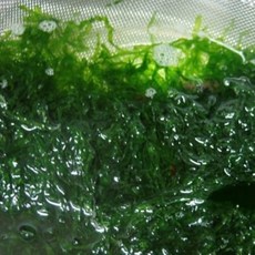 당일수확 완도산 파래 물파래, 1개, 500g