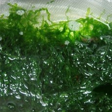 당일수확 완도산 파래 물파래, 1개, 1kg