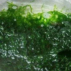 당일수확 완도산 파래 물파래, 1개, 2kg