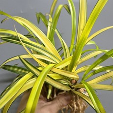 금양광 산반중투 금계열 노란색 금빛난초 아주이뻐요, 1개