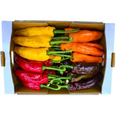 썬메이트 팔레르모 파프리카 레인보우 [농장직송] GAP경진대회 대상, 1세트, 4kg