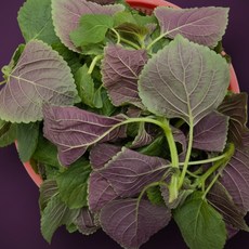 국내산 밀양 어린 깻잎순 깨순 깨잎순 1kg, 1개