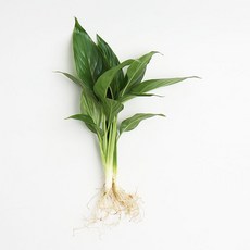 갑조네 스파티필름 세척 수경재배식물 실내 공기정화식물, 2개, 단일