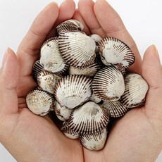 [프리미엄] 당일채취 당일발송 벌교꼬막 새꼬막, 1박스, 3kg