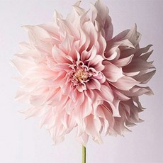 심스타 실십자수 행운의 핑크꽃 도안 프린트 패키지 세트, 3가닥자수 50x50면사, 1개