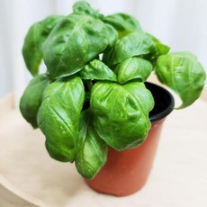 스위트 바질 10cm 허브 식용 모종 키우기 대성식물, 1개