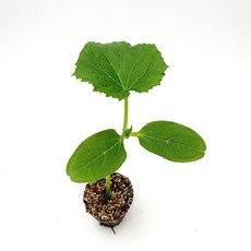 [파머씨드] 오이 모종 4개 백오이 백다다기 조선오이, 백다다기 4개