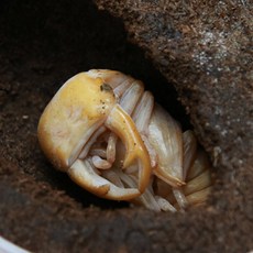 참나무 프리미엄 믹스웜 발효톱밥 장수풍뎅이 사슴벌레 전용 애벌레먹이 산란매트, 3L, 2개