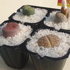 예쁜 다육이 리톱스 3년이상 4종셋트 (랜덤발송), 리톱스 4종셋트 +사은품, 1개