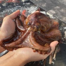 자연애수산 산지직송 여수 자연산 돌문어 (1-4미), 1개, 1kg