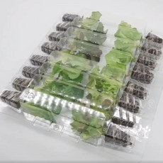 파머시카 상추 모종 세트 아삭이, 16개