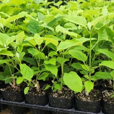 목하원예조경 스트롱아나벨수국 인크레더블 4치장포트 묘목 미국수국 노지월동 정원용 꽃나무, 단일, 1개
