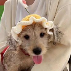 J9 귀여운 반려동물모자 패션 꽃모자, 1개, 노랑
