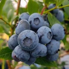 프리미엄 블루베리 생블루베리 특 국산 제주 미국산 칠레산 125g 250g 1kg, 1개, (특) 프리미엄 블루베리 4팩