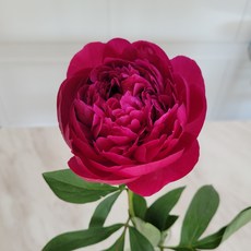 작약 구근 숙근 수입작약 22종 작약꽃 모종 작약 키우기, 1개, 04_겹꽃 거풍 와인 (3-5촉)