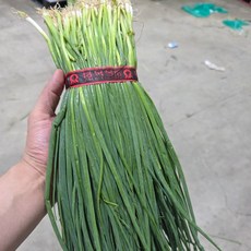 국내산 실파 500g 20단 10kg, 20개