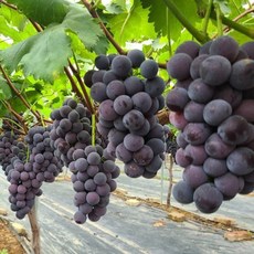 과즙가득 김천 영동 산지직송 거봉 포도, 1박스, 2kg
