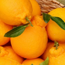 솔이네 상큼달콤 과즙폭발 제주 한라봉, 1박스, 소과 2kg