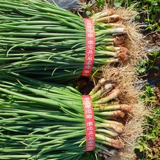 [서천특화시장 ] 26년 노지 월동 쪽파 (흙쪽파), 1kg, 1개