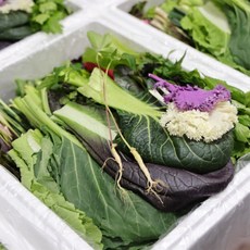 쌈채소모둠 20종 클로렐라 재배 | 양주농부 신선 샐러드채소 600g~1.2kg, 클로렐라쌈채소 600g, 1박스