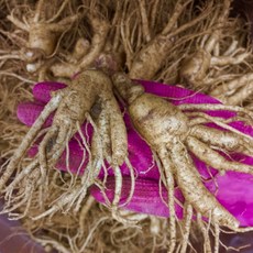 [미리네인삼] 6년근 중사이즈 못난이 인삼 600g 9-15뿌리내외 (가정용상품), 1세트